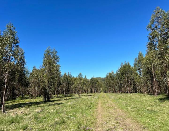 Campo en Lavalleja