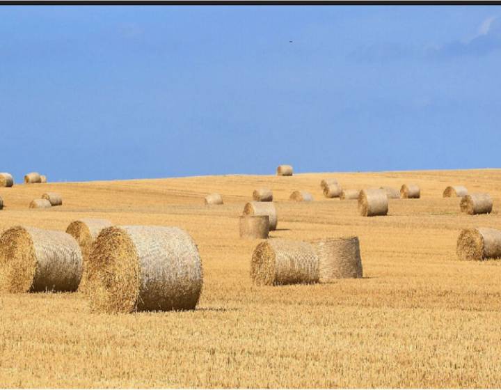 Campo en Soriano