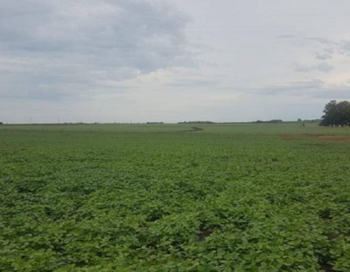 Campo en Soriano