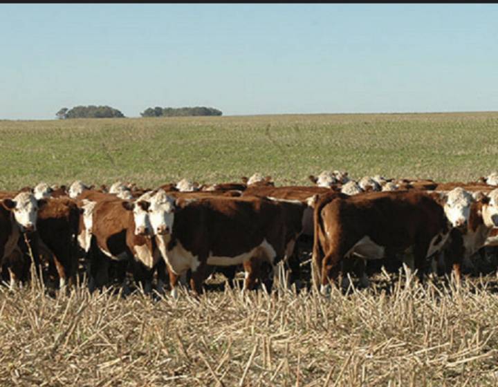 Campo en Durazno