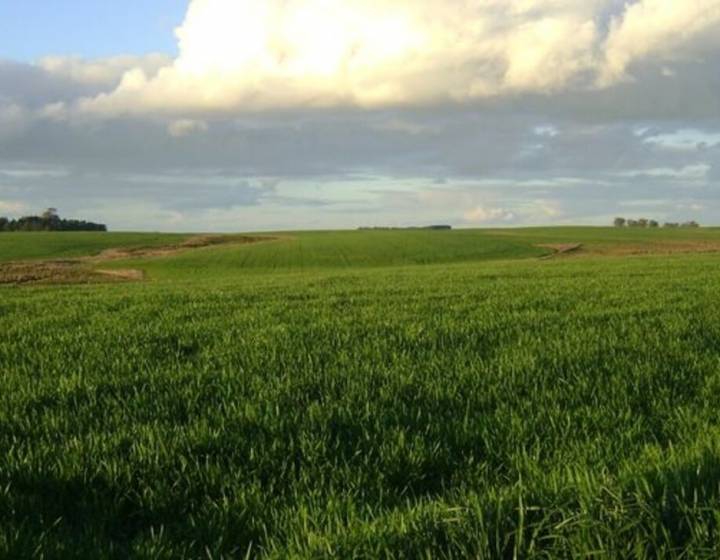 Campo en Durazno con Renta