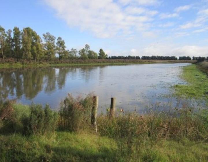 Campo Ganadero Agrícola "Los Caballos"