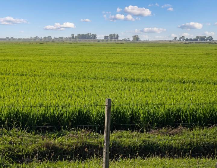 Campo en Tacuarembó