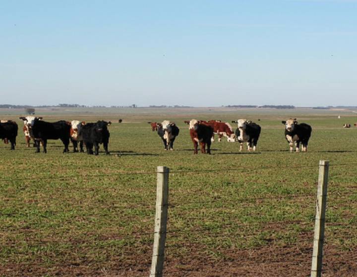 Campo en Tacuarembo