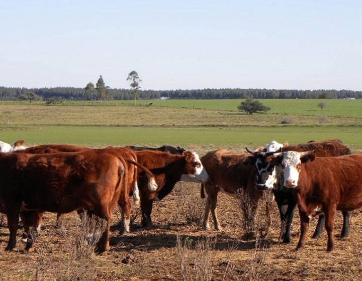 Campo en Tacuarembó