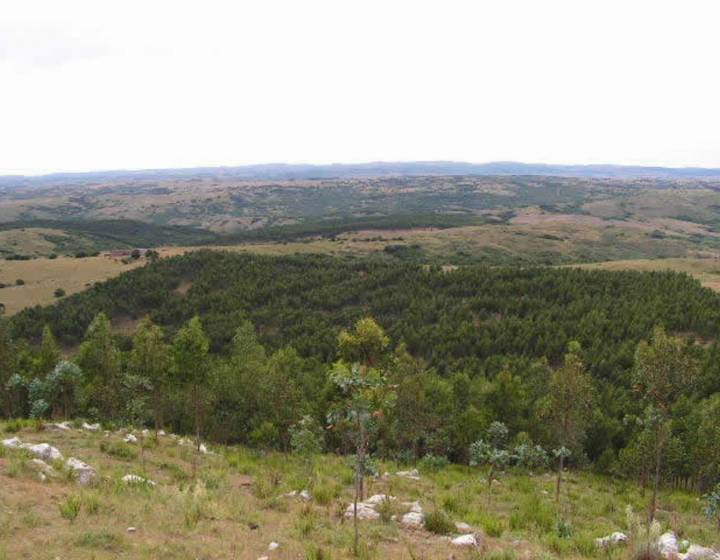 Forestacion "Cerro de los Caracoles"
