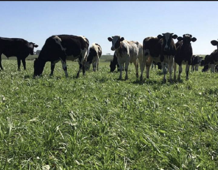 Campo en Canelones