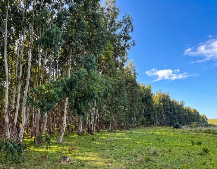 Campo en Lavalleja, 147 Hectáreas Ganadero Forestal