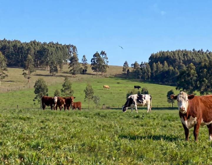 Campo en Lavalleja, 106 Hectáreas Ganadero Forestal