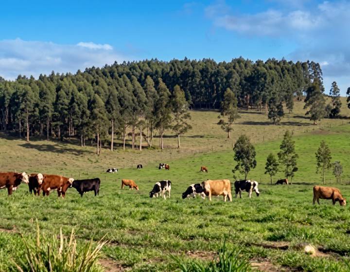 Venta Campo en Lavalleja (9024), 257 Hectáreas Ganadero Forestal