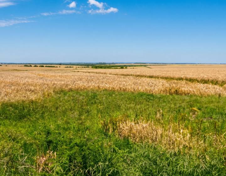 Campo en Paysandú, 813 Hectáreas Ganadero Agrícola