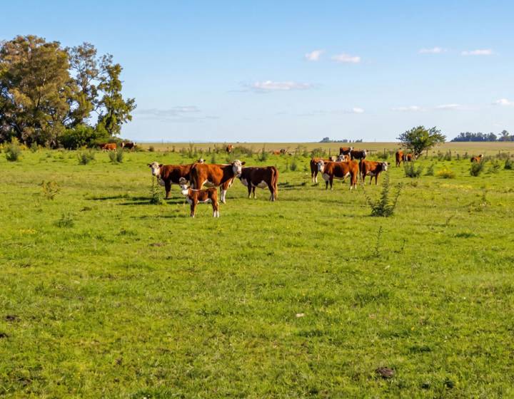 Venta Campo en Rocha (9026), 105 Hectáreas Ganadero Forestal